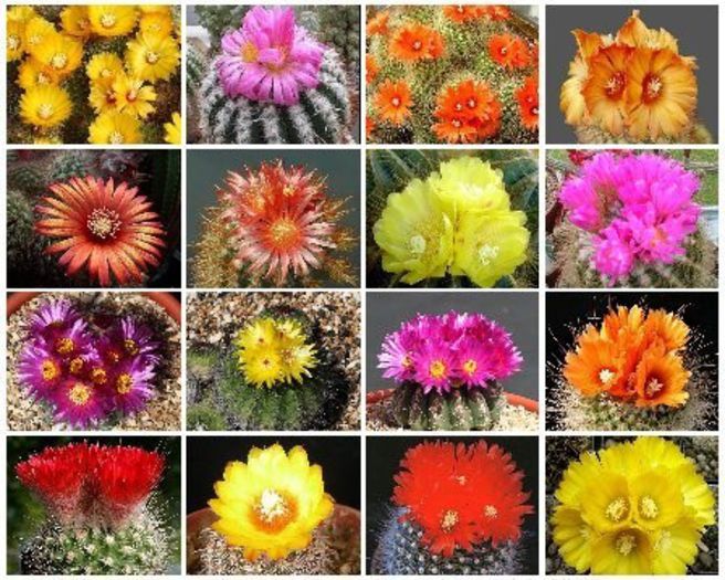parodia variety mix  2