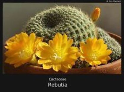 r-senile galbena