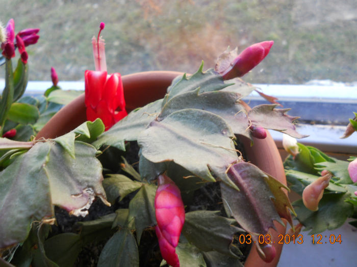 DSCN2719 - Schlumbergera 2012-2013