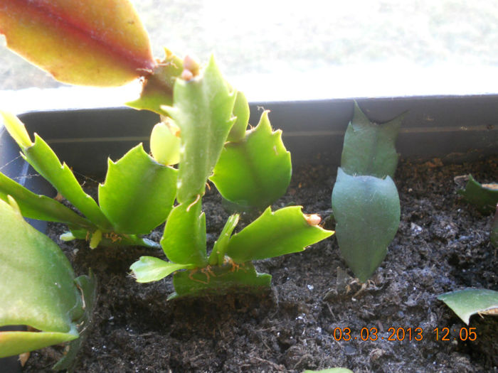 DSCN2720 - Schlumbergera 2012-2013