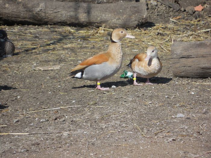 micul atlantic galben