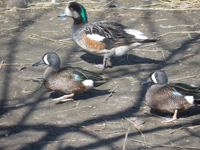 masculi aripa albastra