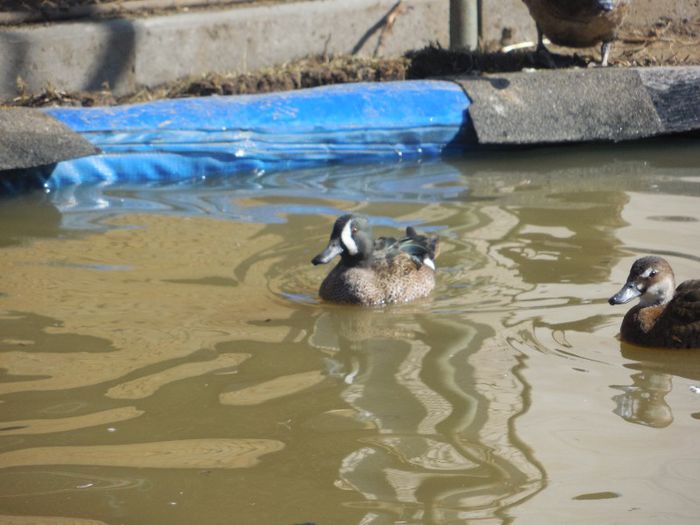 mascul aripi albastre