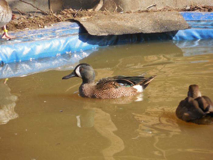 mascul aripi albastre