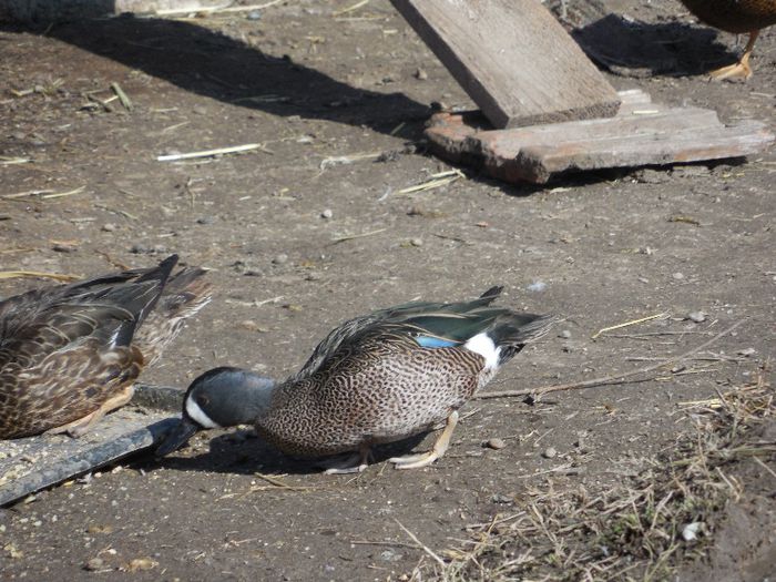 mascul aripi albastre