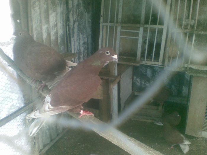 Picture 114 - Porumbei rosii de bucuresti
