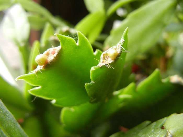 White Schlumbergera (2013, March 02)