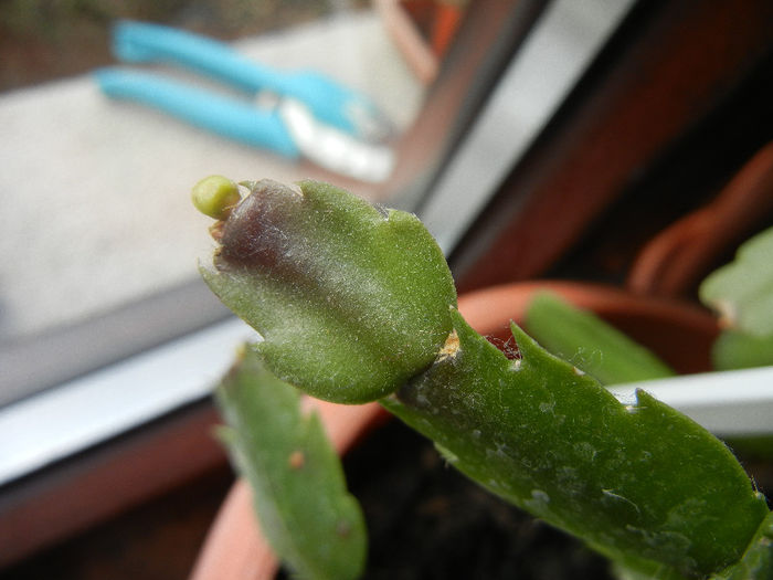 White Schlumbergera (2013, March 02)