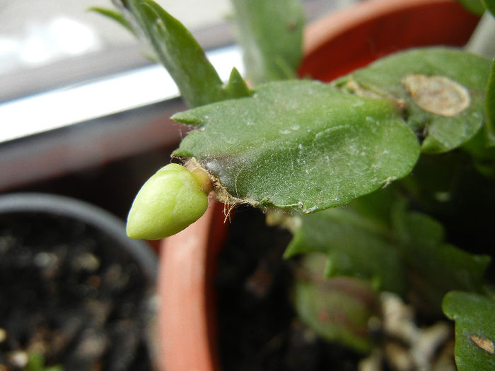 White Schlumbergera (2013, March 02)