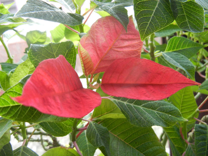 Poinsettia_Christmas Plant (2013, Mar.02)