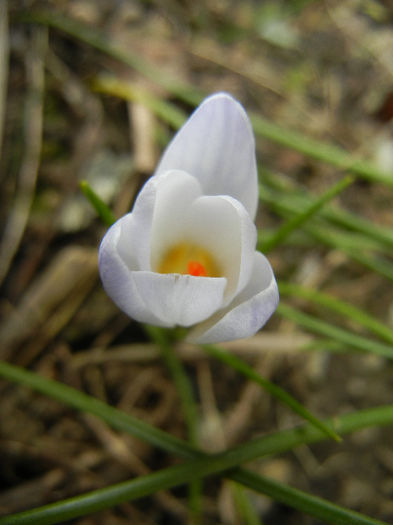 Crocus Blue Pearl (2013, March 02)