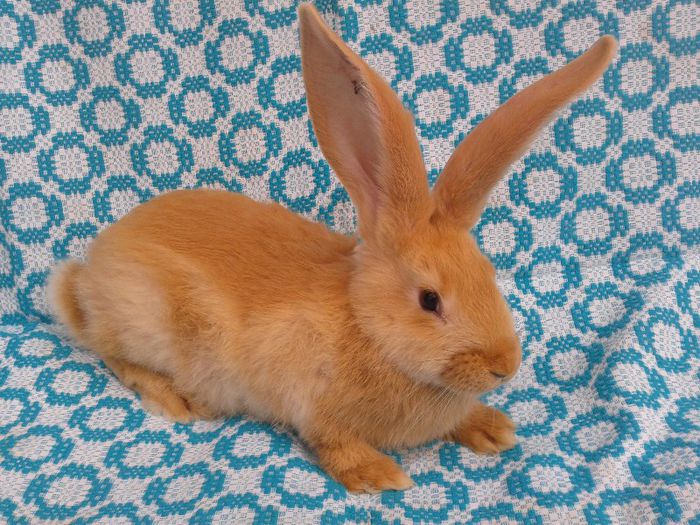 2LUNI JUMATE app Femela