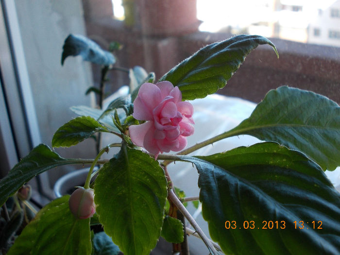 impatiens roz batut - martie 2013