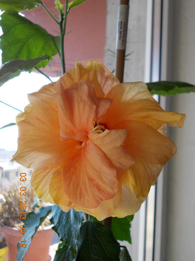 hibi port batut - hibiscus -1
