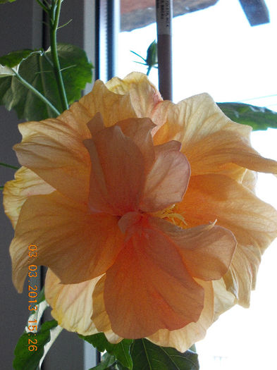 3 martie 2013-flori 020 - hibiscus -1