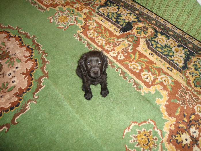 Copy of DSC00961 - COCKER SPANIEL