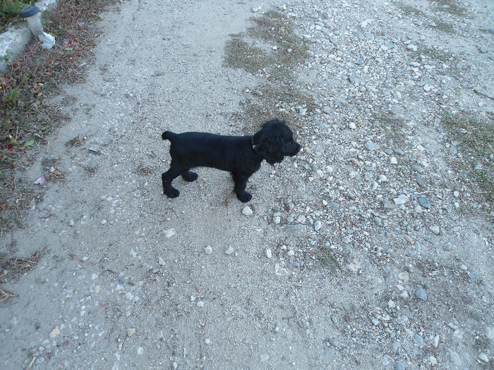 DSC01009 - COCKER SPANIEL