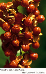 Celastrus paniculata