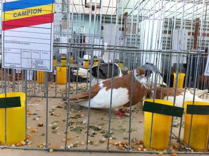 IMG_0966 - Expo Iasi 2013