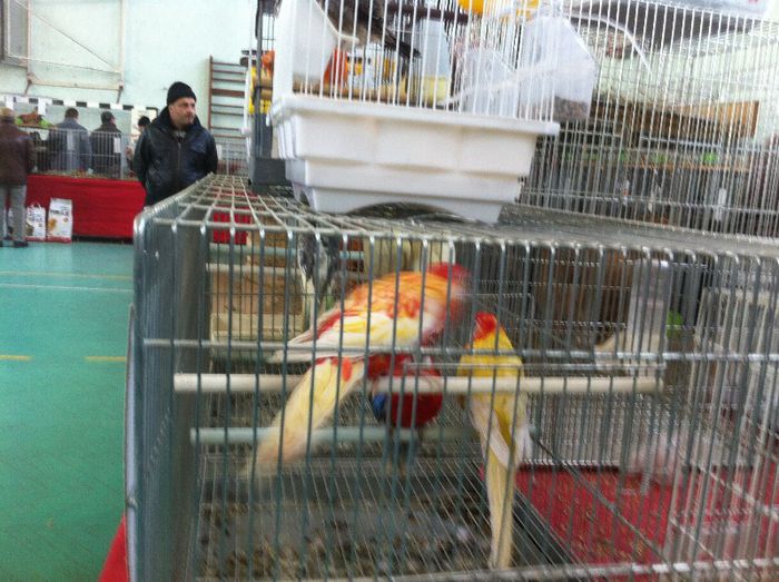 IMG_0972 - Expo Iasi 2013