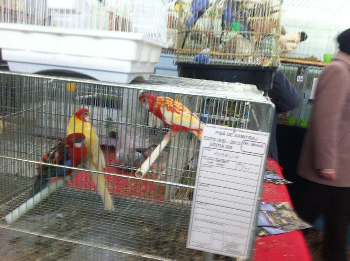 IMG_0973 - Expo Iasi 2013