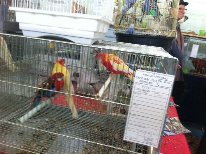 IMG_0974 - Expo Iasi 2013