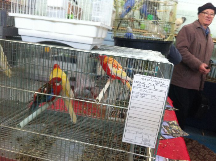 IMG_0975 - Expo Iasi 2013