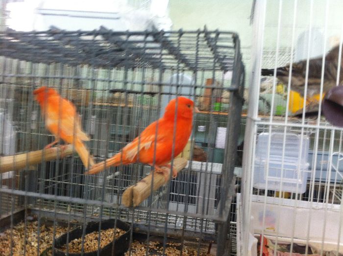 IMG_0976 - Expo Iasi 2013