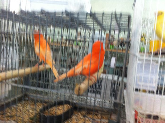 IMG_0977 - Expo Iasi 2013