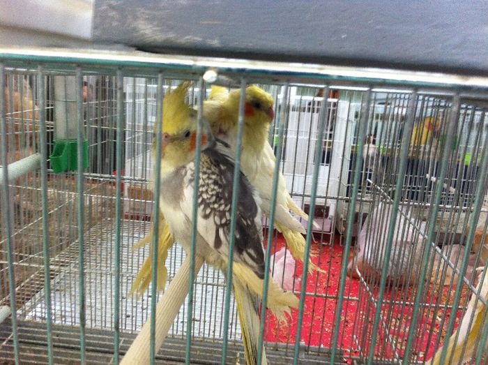 IMG_0980 - Expo Iasi 2013