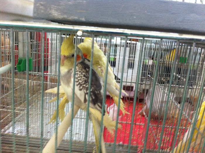 IMG_0981 - Expo Iasi 2013