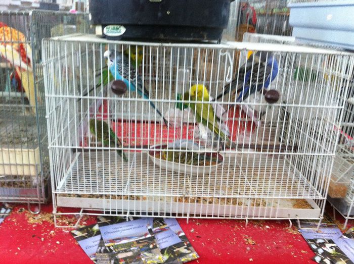 IMG_0986 - Expo Iasi 2013