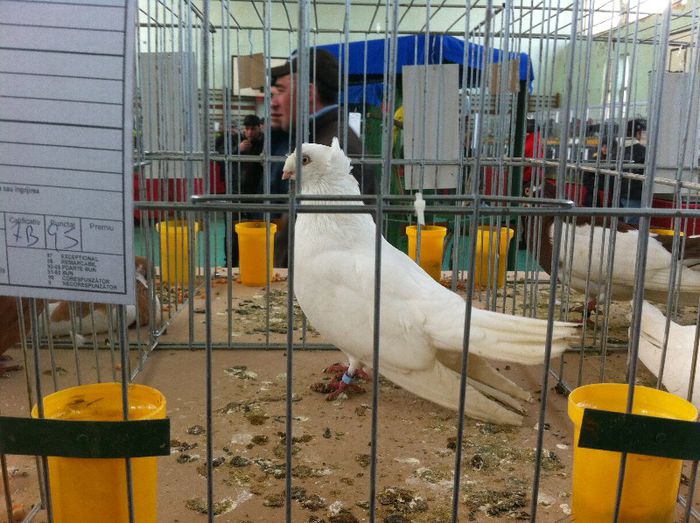 IMG_0989 - Expo Iasi 2013