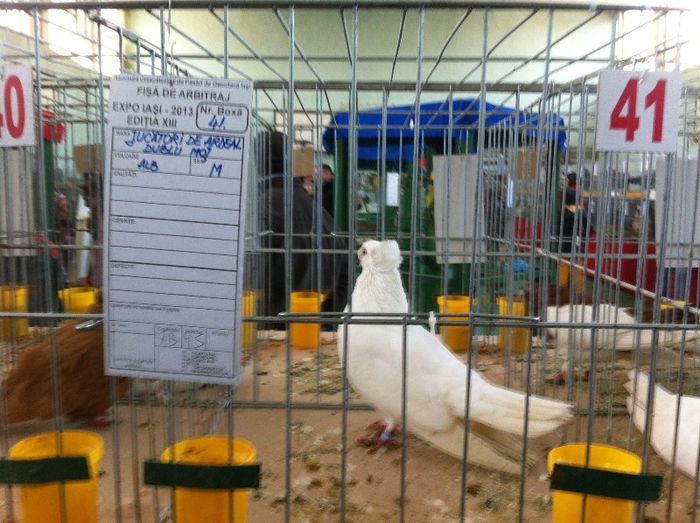IMG_0990 - Expo Iasi 2013