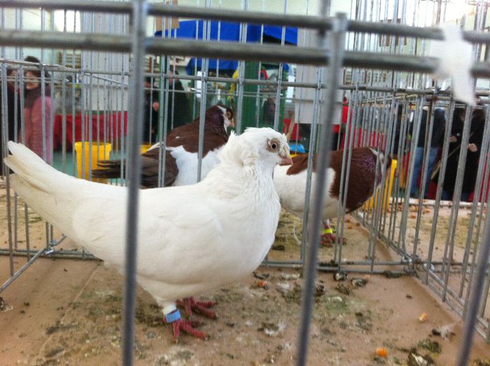 IMG_0992 - Expo Iasi 2013