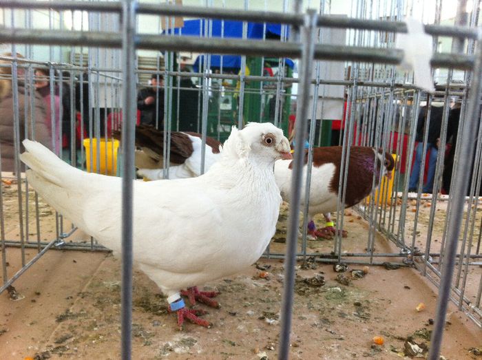 IMG_0993 - Expo Iasi 2013