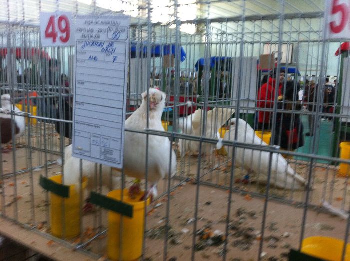 IMG_0997 - Expo Iasi 2013