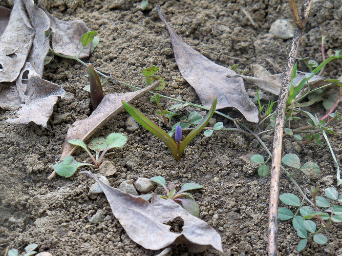 Viorea Scilla bifolia - Martie 2013