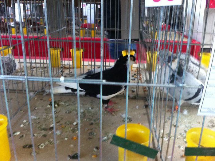 IMG_1142 - Expo Iasi 2013