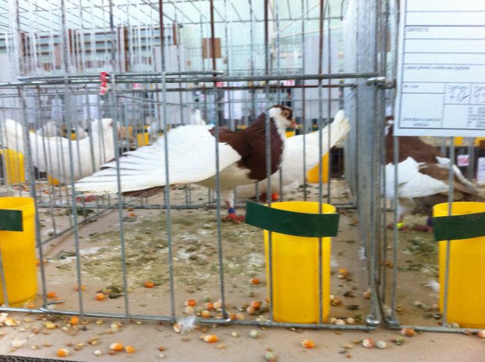 IMG_1150 - Expo Iasi 2013