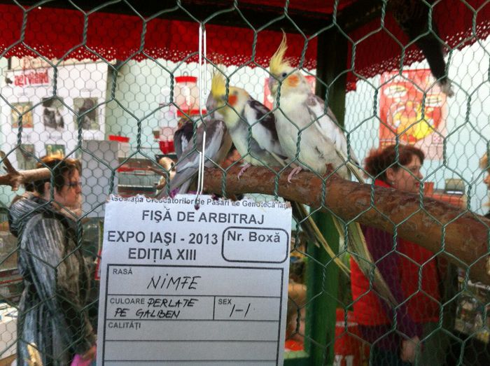 IMG_1152 - Expo Iasi 2013