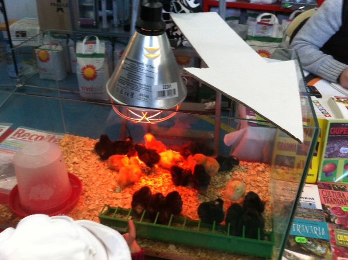 IMG_1161 - Expo Iasi 2013