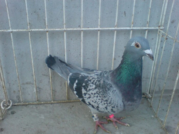 Ro-2012 0029726 vandut - Voiajori straini 7 vanduti