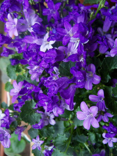 noile flori mult mai deschise ca nuanta - CAMPANULA