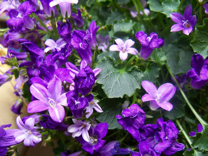 101_7032 - CAMPANULA