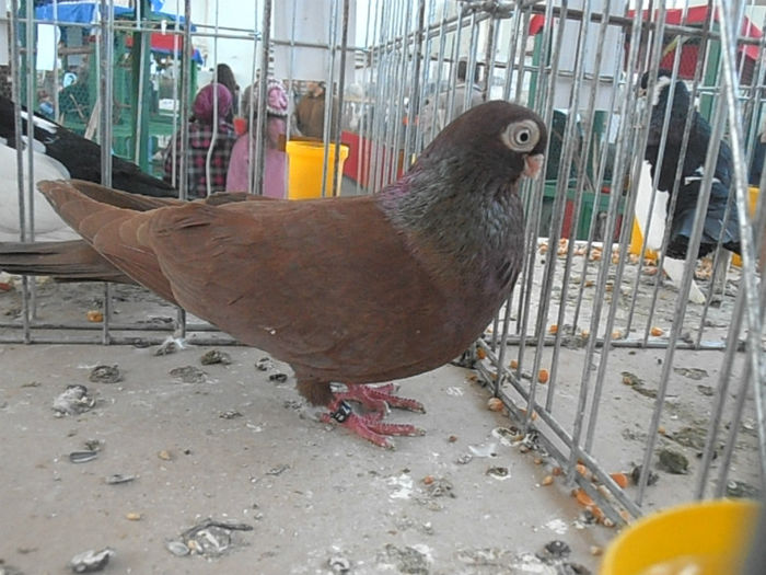 M 96P - PORUMBEII MEI IN EXPO IASI 2013