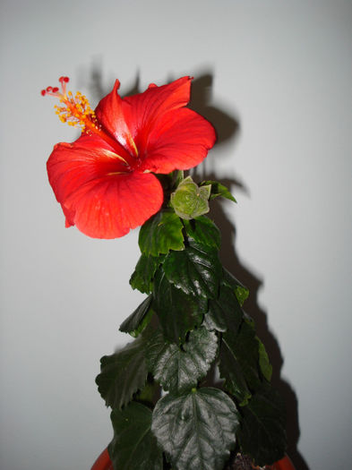 DSC06191 - FLORI 2013