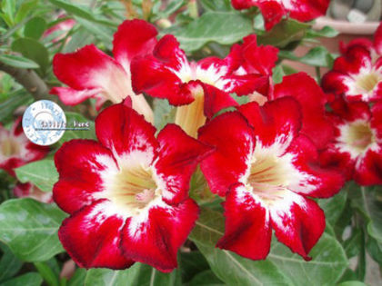 flame of love - ADENIUM cum vor arata