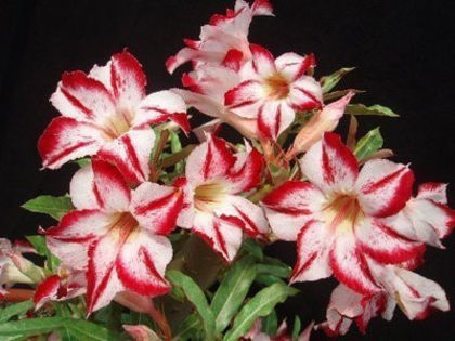 border gem - ADENIUM cum vor arata