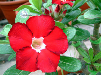 royal ruby - ADENIUM cum vor arata